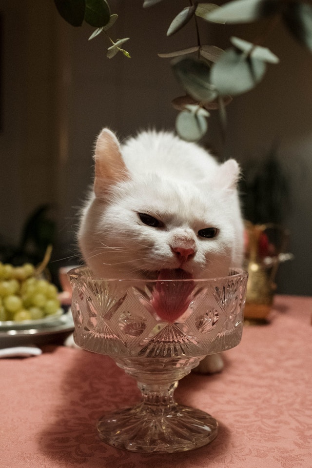 Hình mèo bựa uống nước