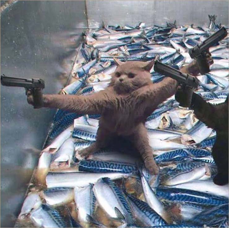 Ảnh mèo ff cầm súng đứng trên cá