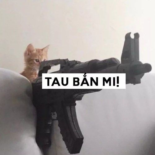 Hình ảnh mèo ff ngắm súng cute
