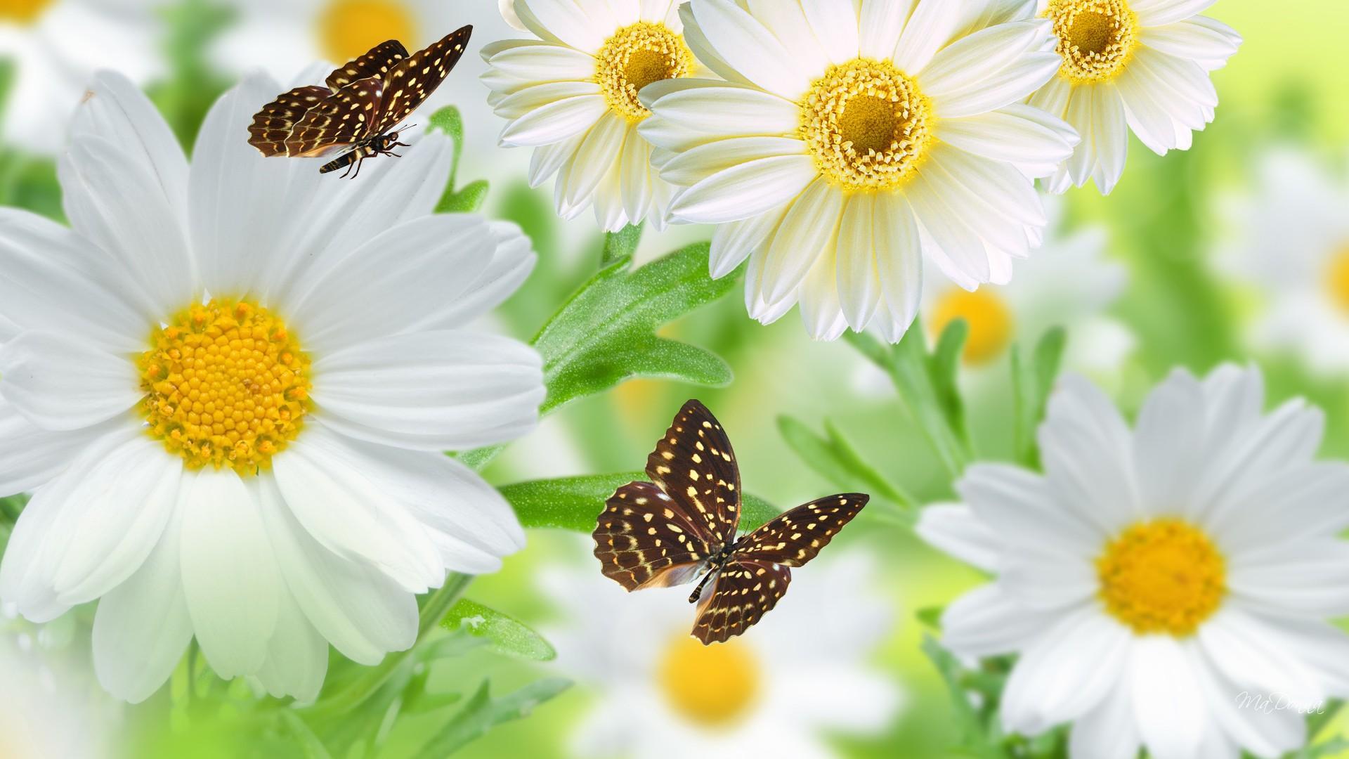 Ảnh bướm mùa xuân và cúc trắng