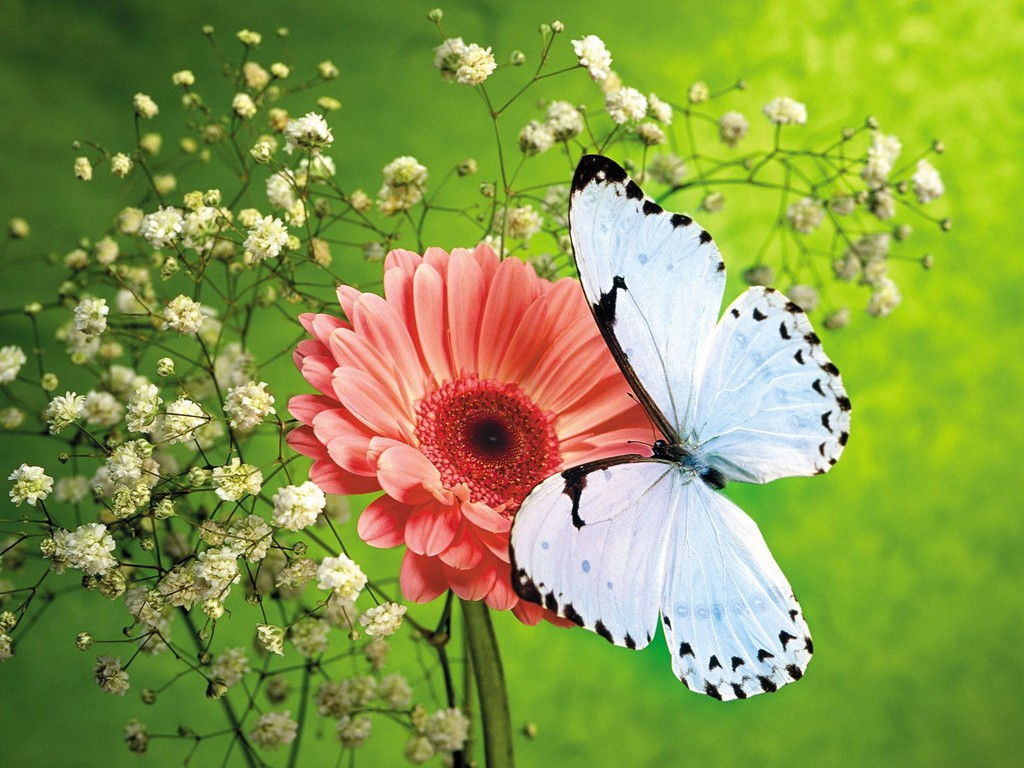 Hình ảnh mùa xuân hoa và bướm