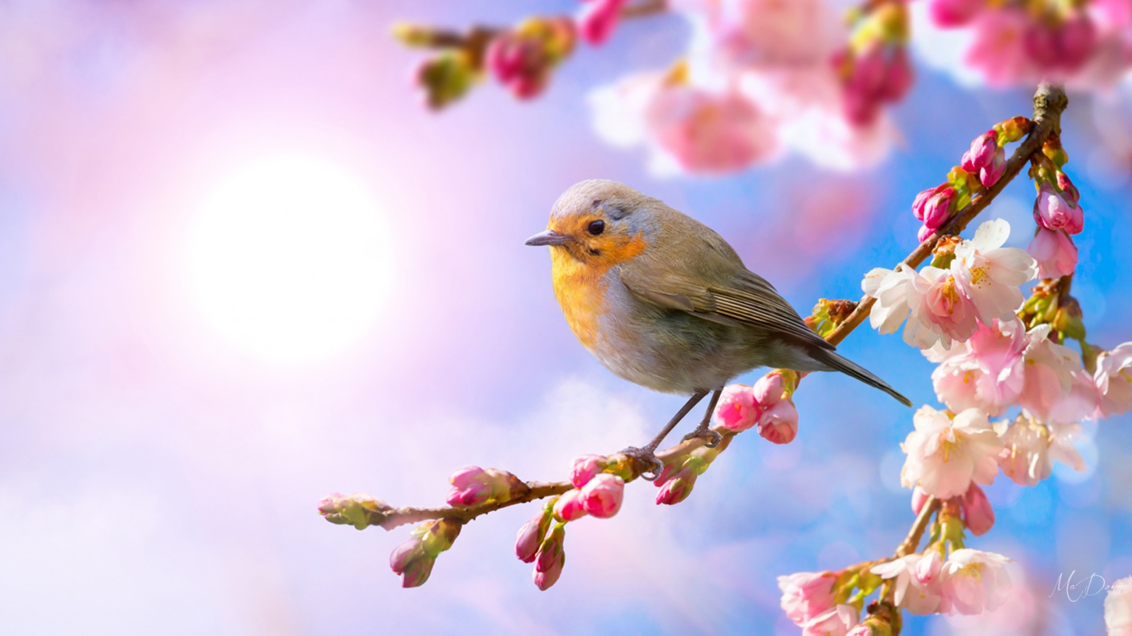 Chim sẻ mùa xuân