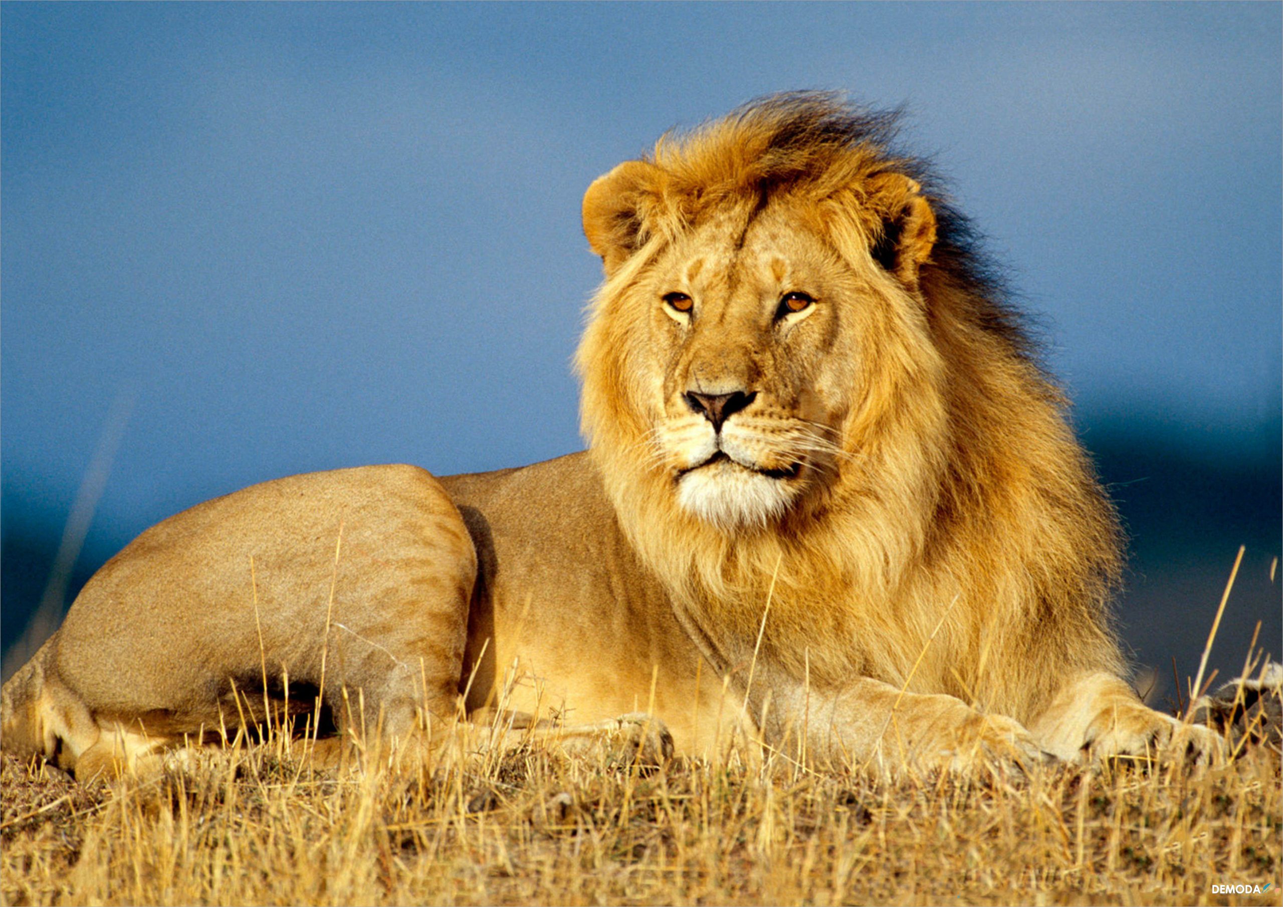 Hình sư tử đực tắm nắng