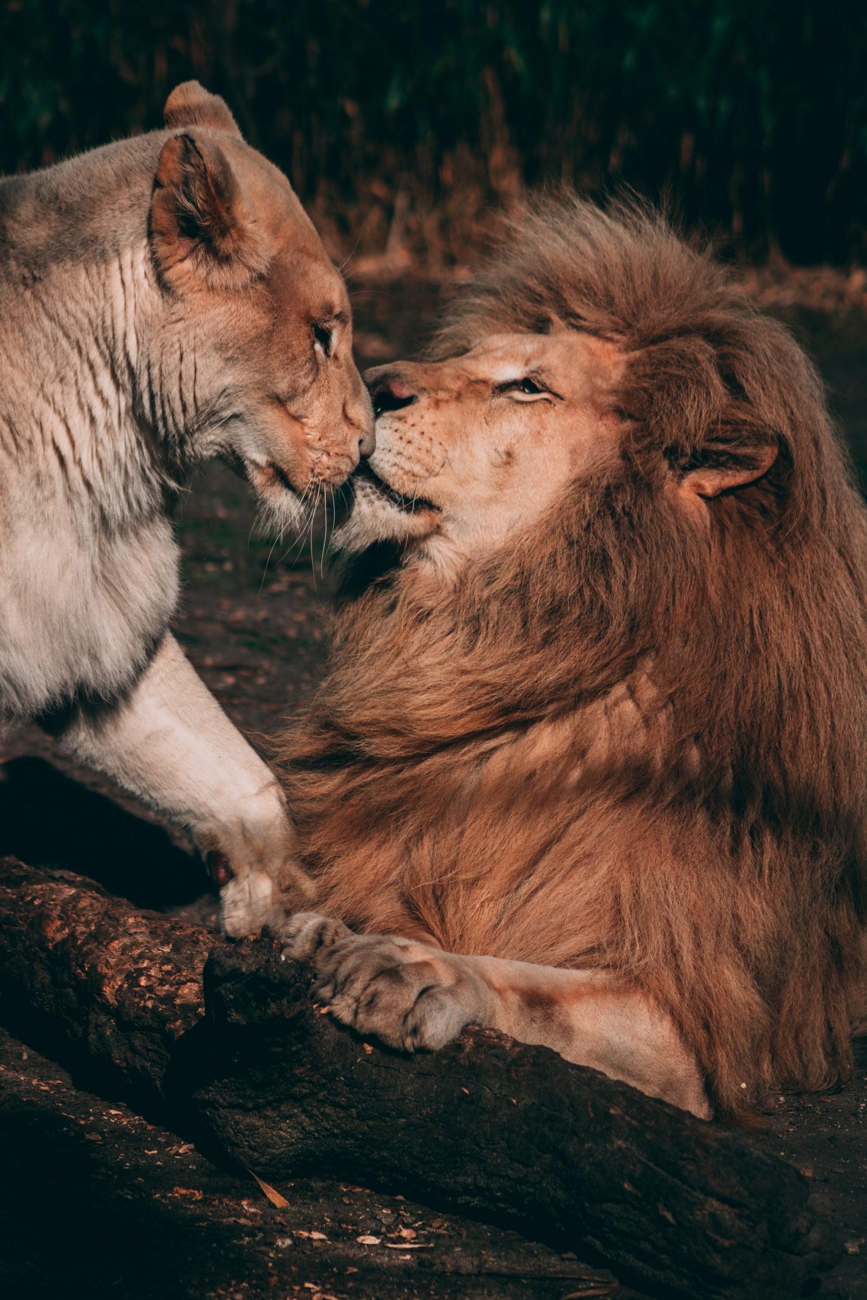 Cảnh cặp sư tử vờn nhau