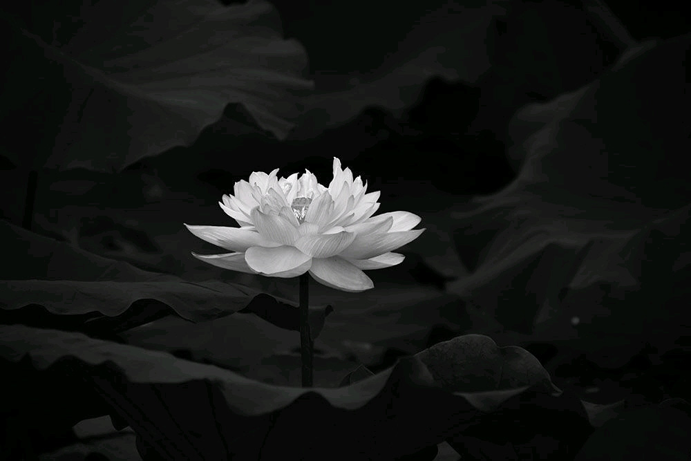 Bức ảnh tang đen hoa sen trên lá