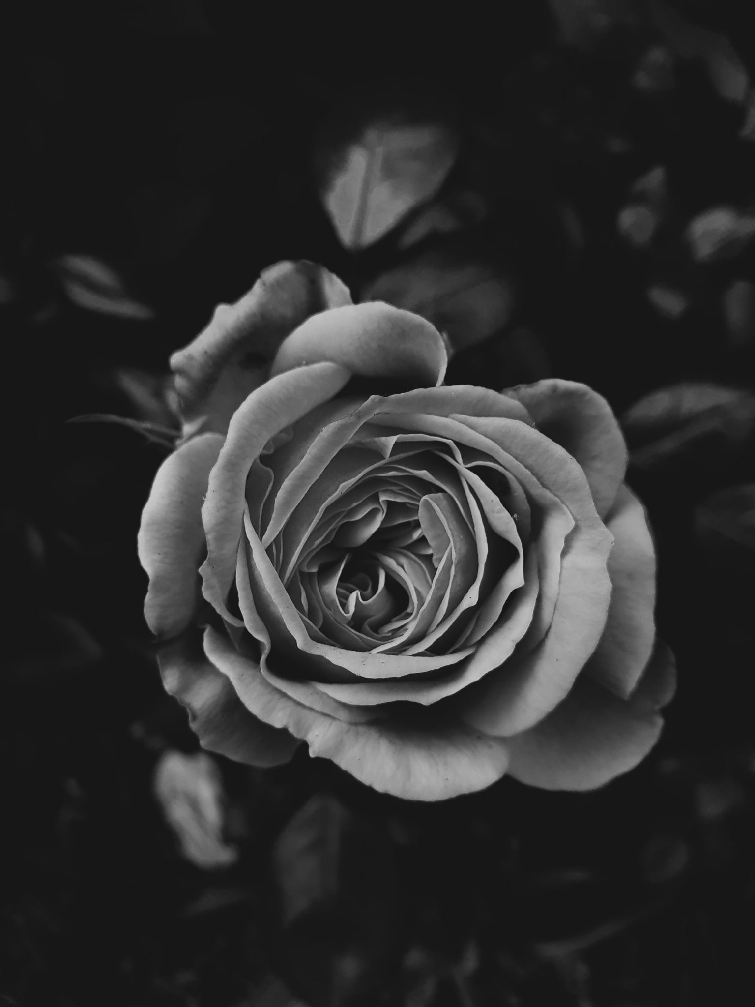 Bức ảnh hoa hồng đen đau buồn