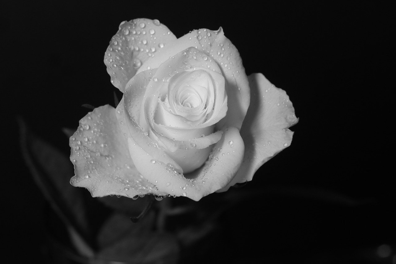 Bức ảnh hoa hồng trắng