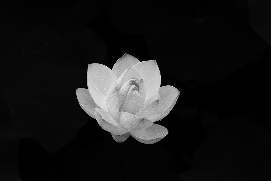 Avatar hoa sen nền đen
