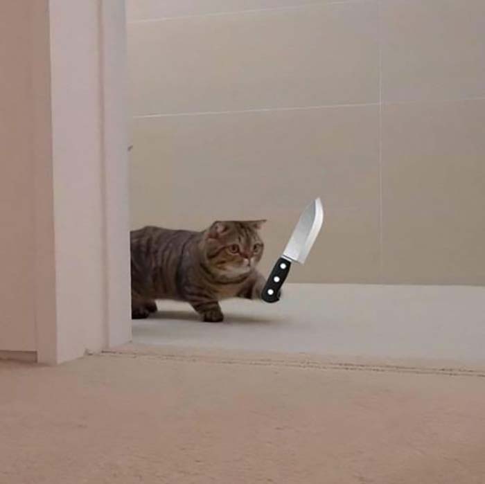 Ảnh mèo ff cầm dao cute