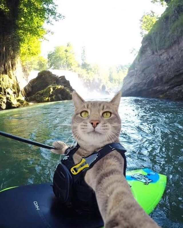 Chú mèo chụp ảnh với phong cách sông nước