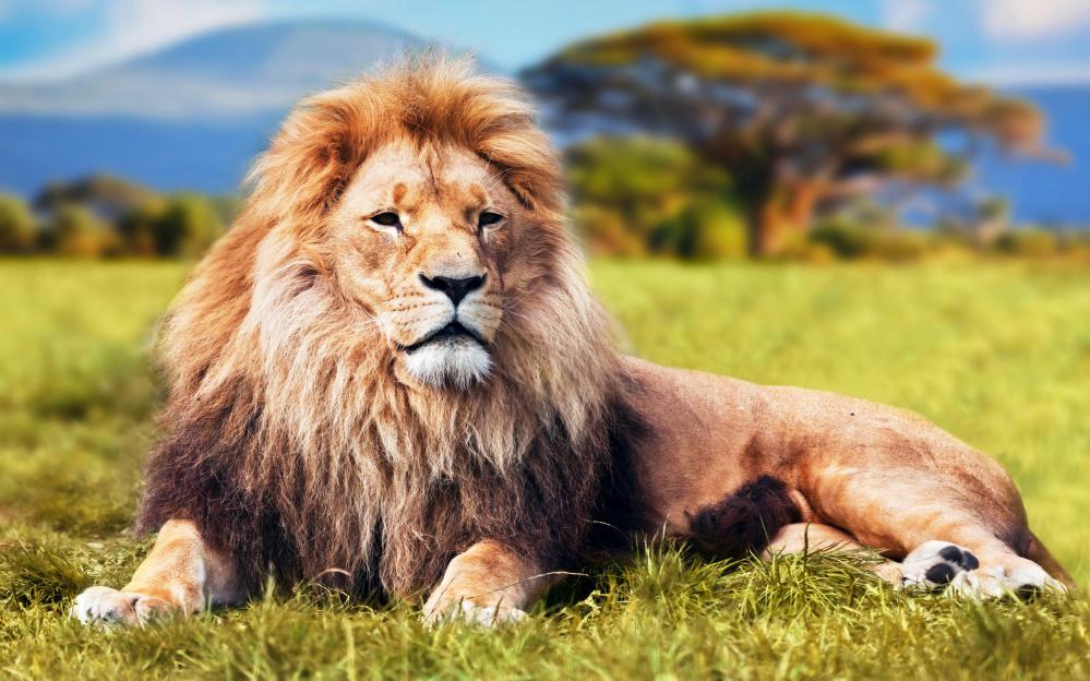 Ảnh sư tử 3d nằm trên đồng cỏ