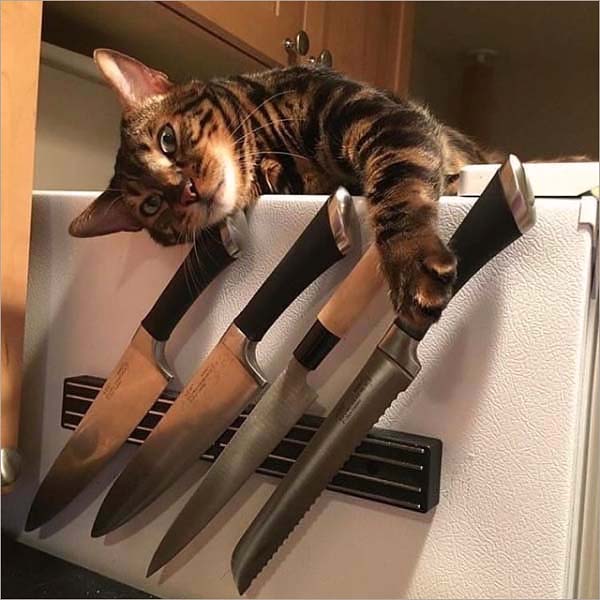 Hình mèo ff cầm dao siêu bá