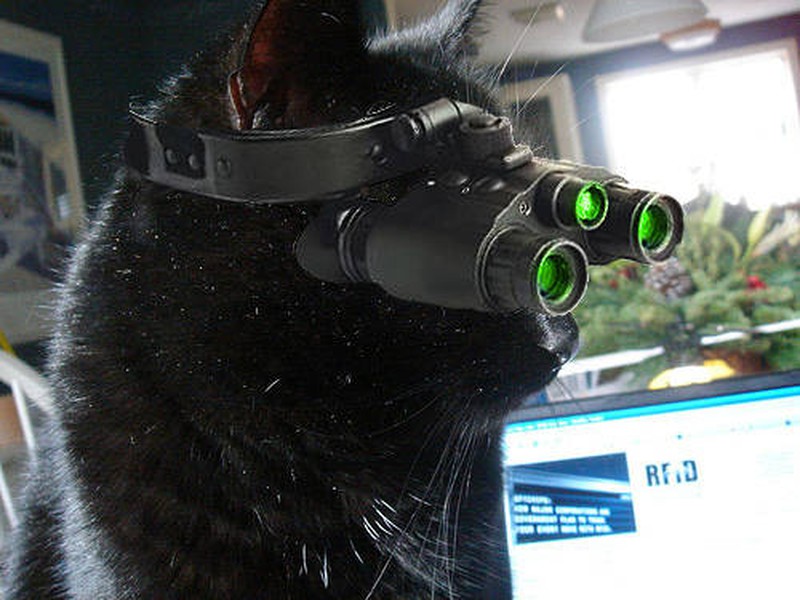 Hình mèo ff nhìn ống nhòm
