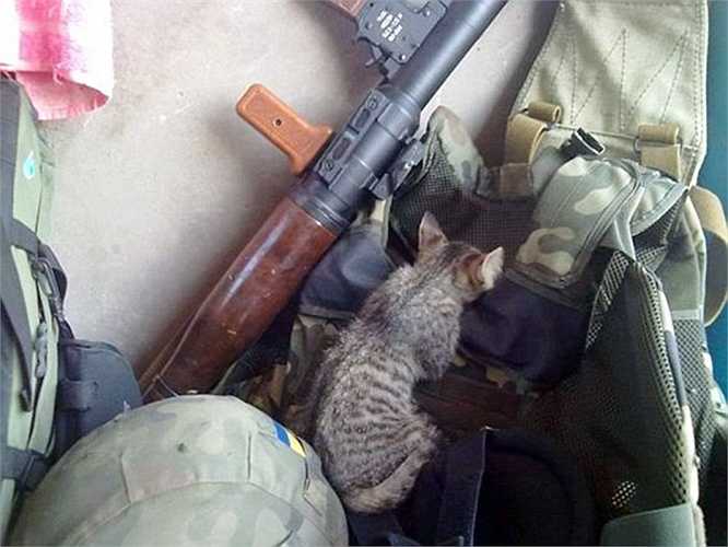 Hình mèo ff nằm ngủ bên súng