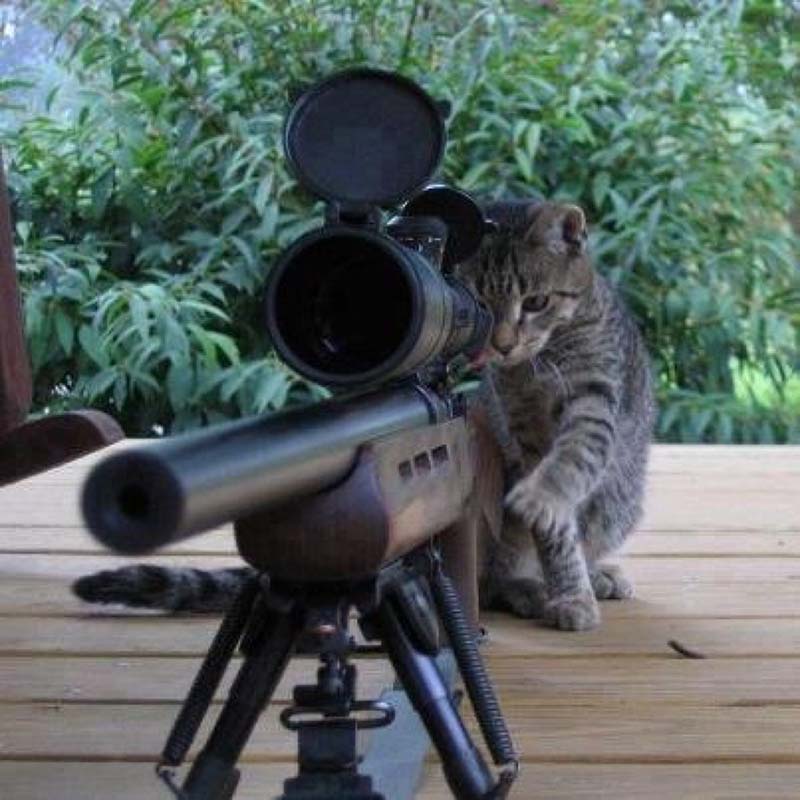Hình mèo ff ngắm súng ngầu đét