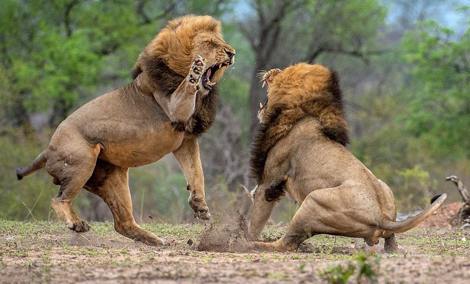 Sư tử đánh nhau