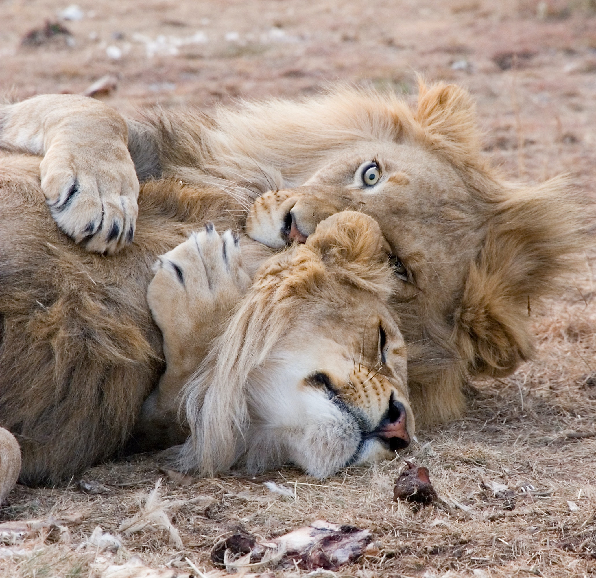 Cặp sư tử đang ôm nhau