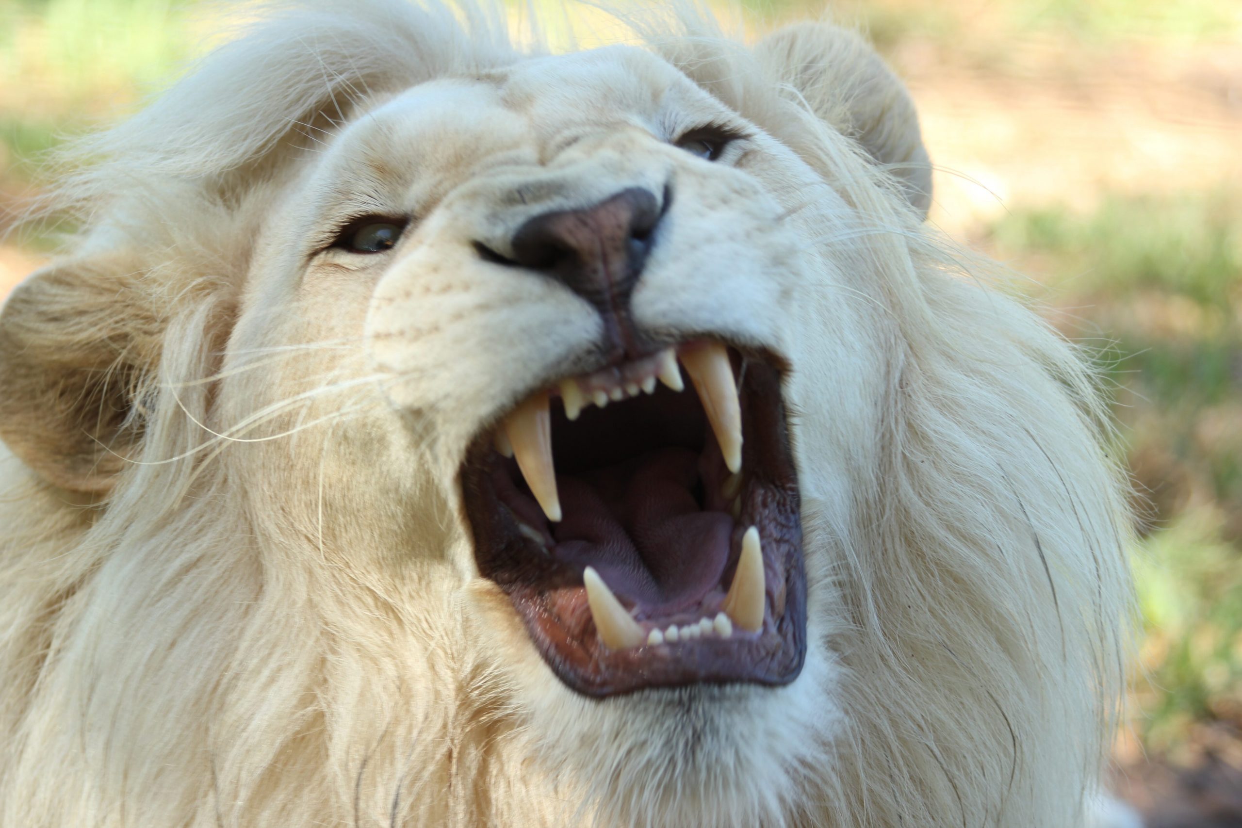 Sư tử trắng giận dữ