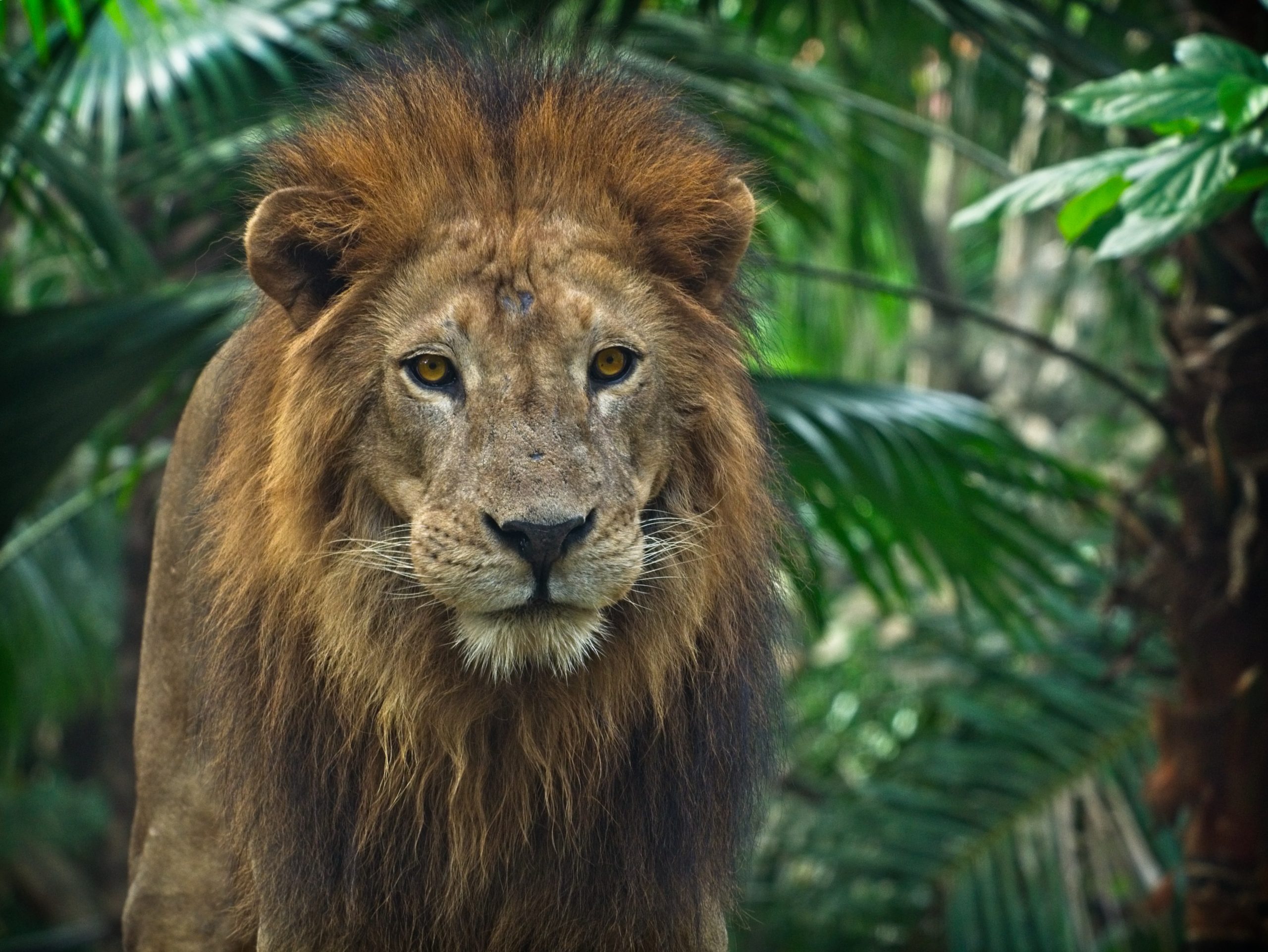 Hình sư tử đực trong rừng