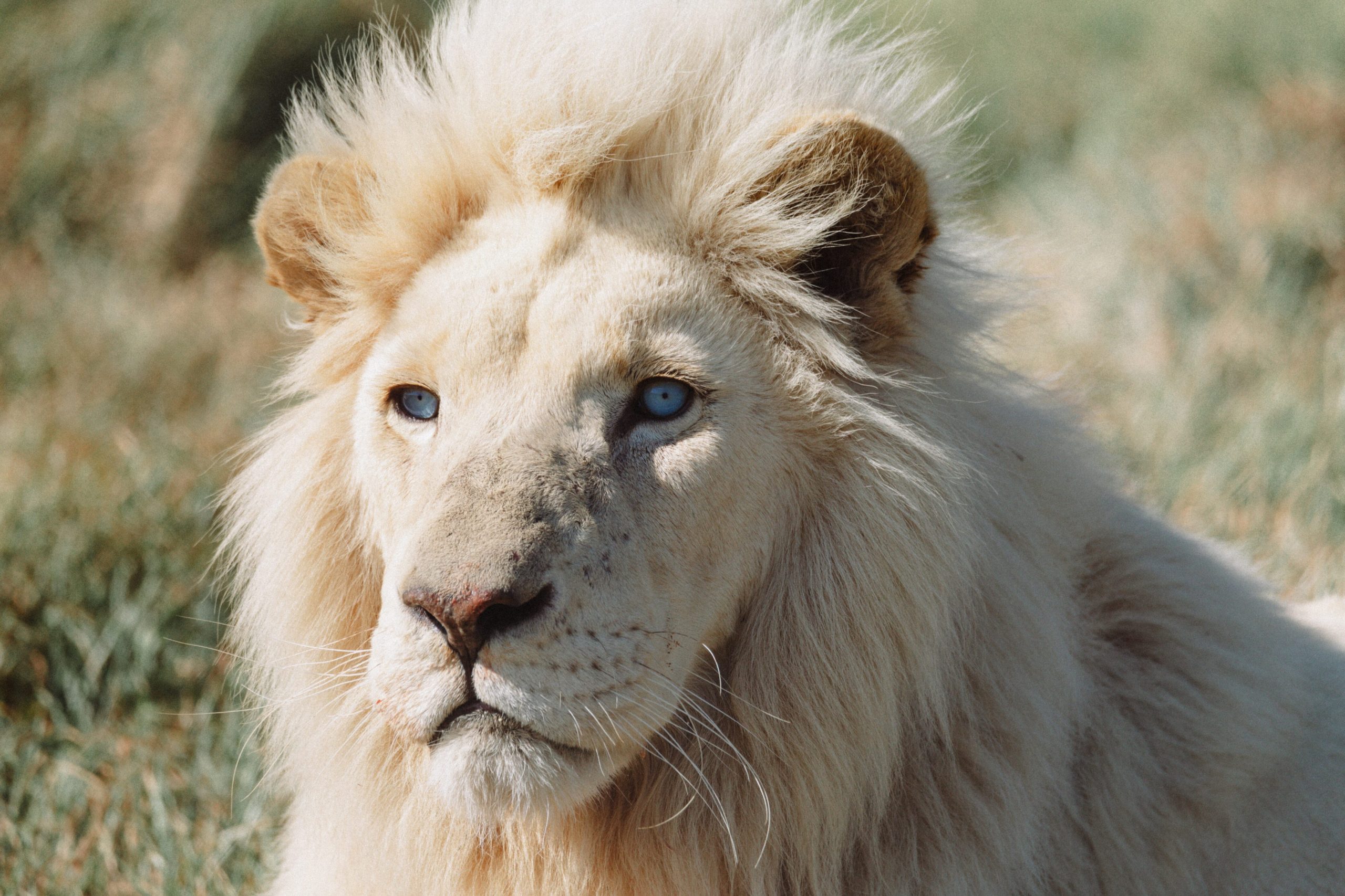 Hình sư tử trắng cực đẹp