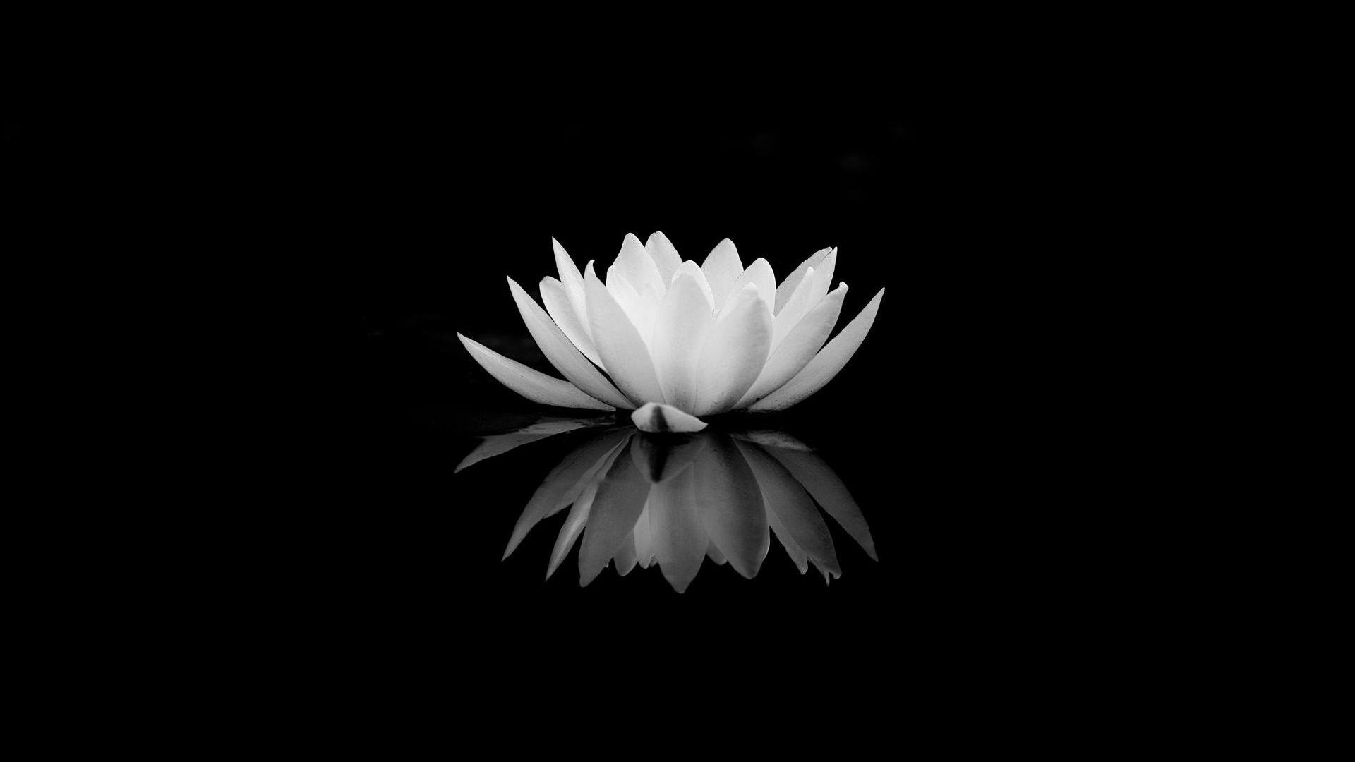 Hoa sen trên mặt nước trắng đen