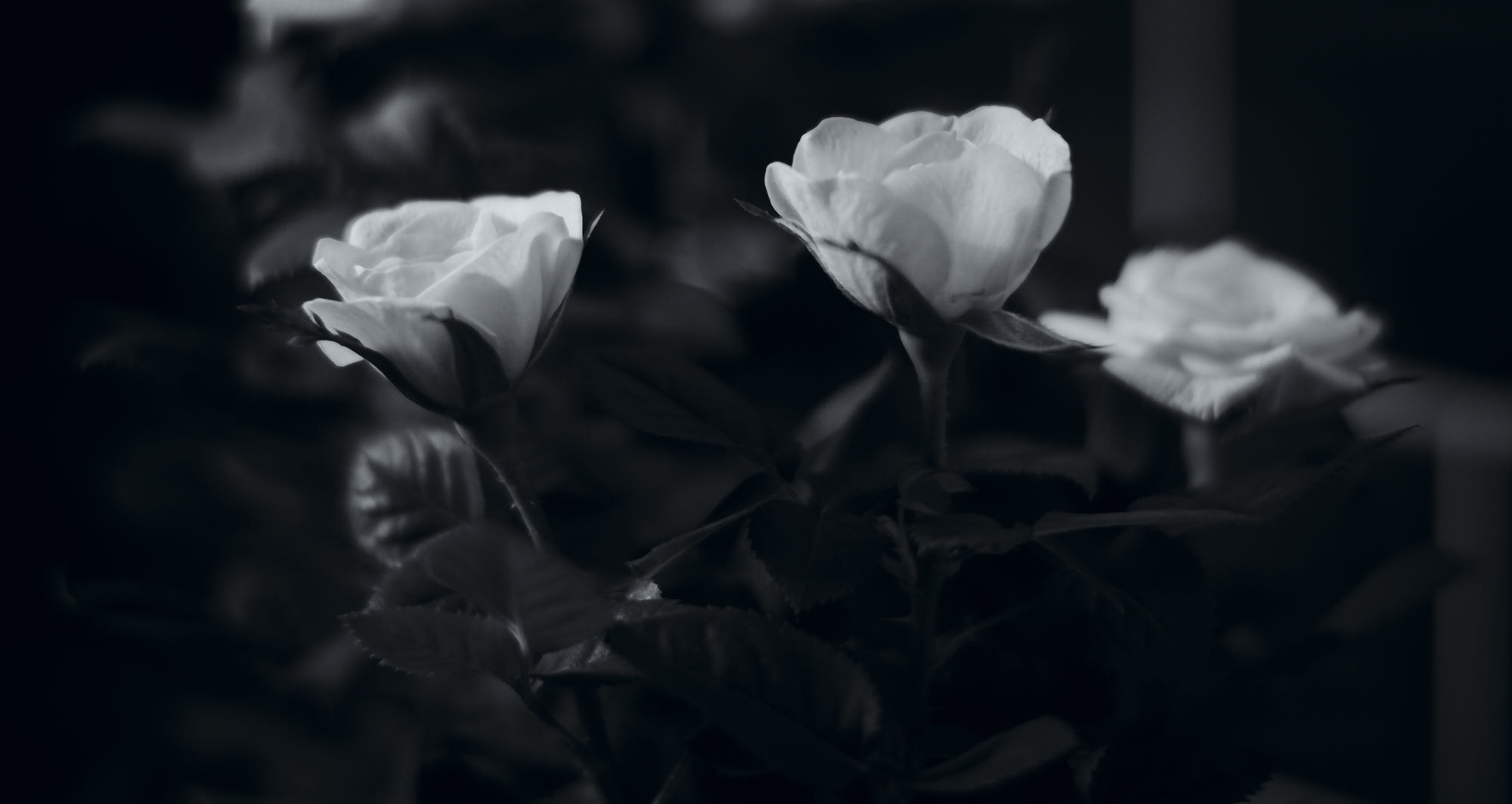 Ba đóa hoa hồng trắng đau buồn