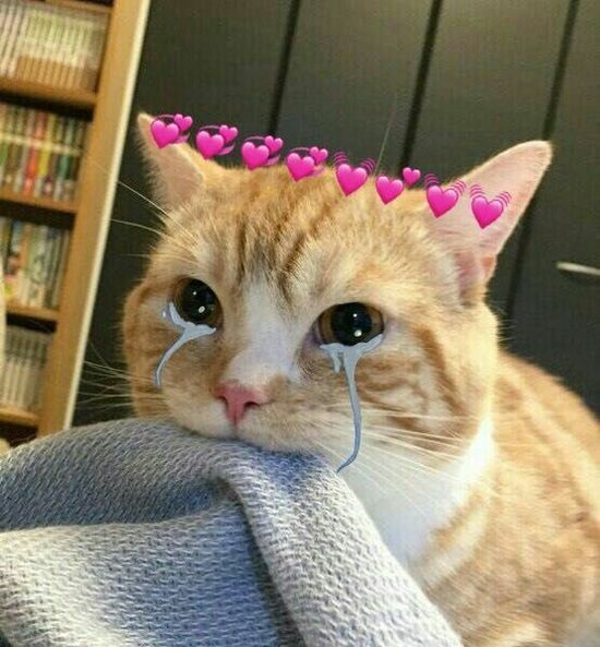 Meme mèo khóc trái tim hồng