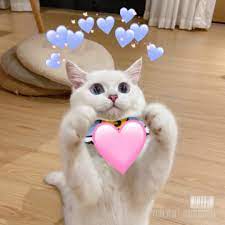 Hình ảnh meme mèo yêu cầm trái tim