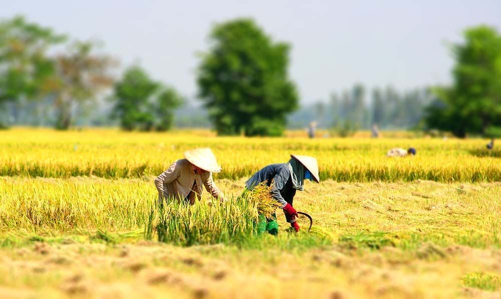 Làng quê Việt Nam những người nông dân gặt lúa