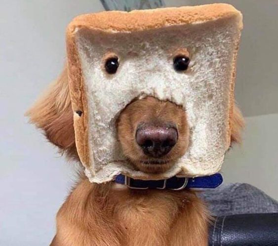 Cười sảng khoái với chú chó đầu đội bánh mỳ
