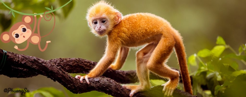 Con khỉ có bộ lông vàng trông vô cùng cute