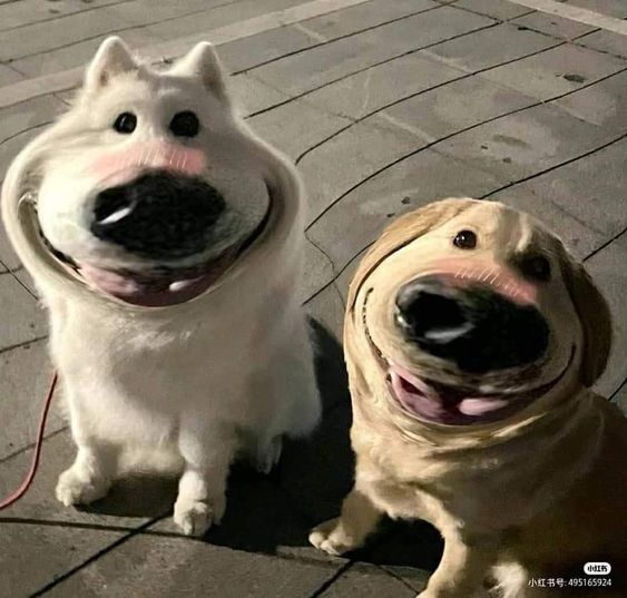 Top 10 hình ảnh chó hài hước nhất