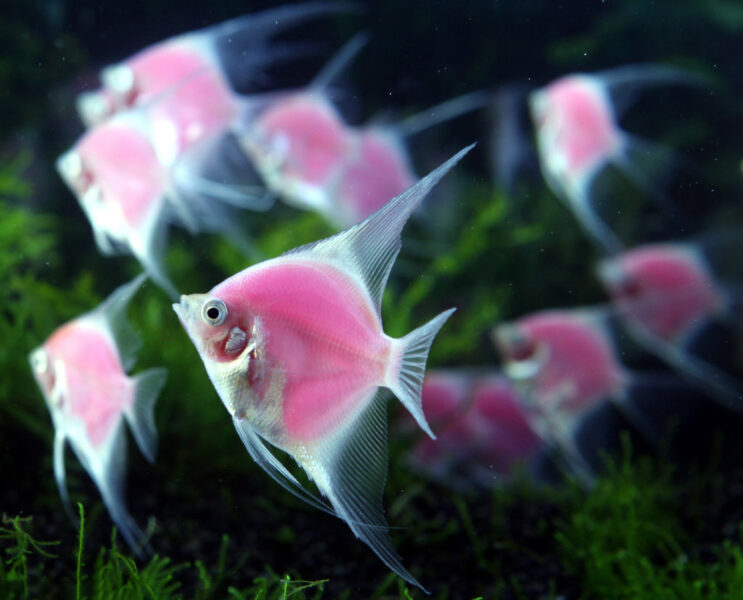 Ảnh cá cảnh với thân màu hồng, vây trắng cực đẹp