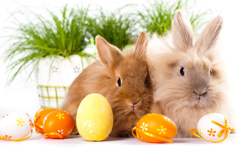 Hình chụp 2 chú thỏ nâu xám dễ thương cùng quả trứng đồ chơi
