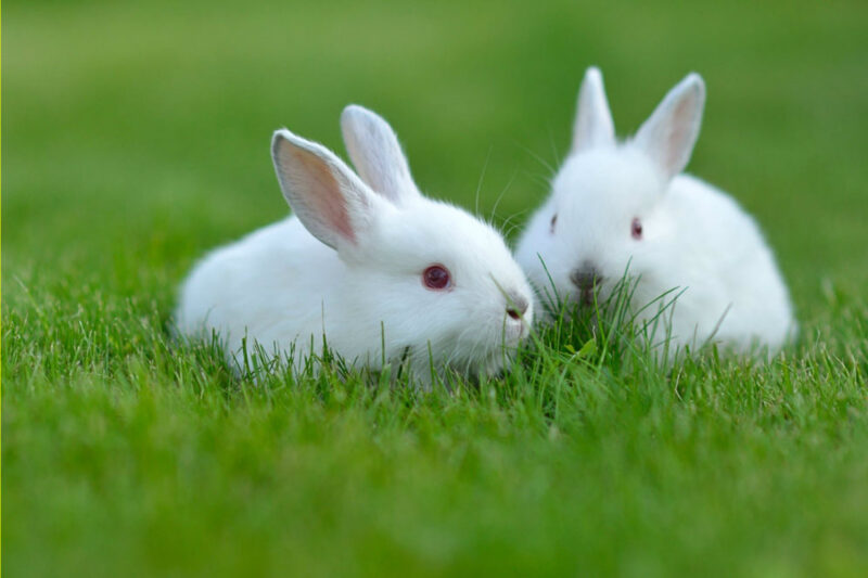 Hình ảnh 2 chú thỏ trắng mắt đỏ dễ thương đang gặm cỏ