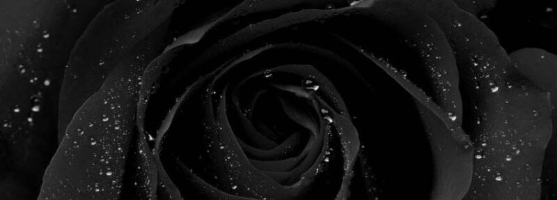 Hình ảnh hoa hồng đen trắng huyền bí