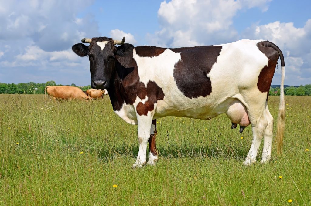 Ảnh bò sữa đứng giữa đồng cỏ xanh