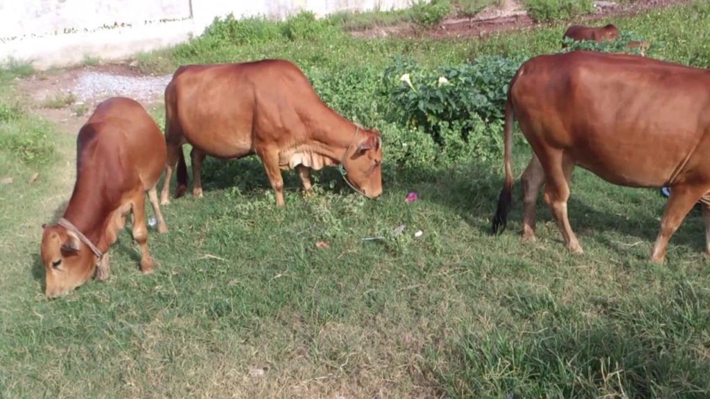 Hình những con bò đang ăn cỏ