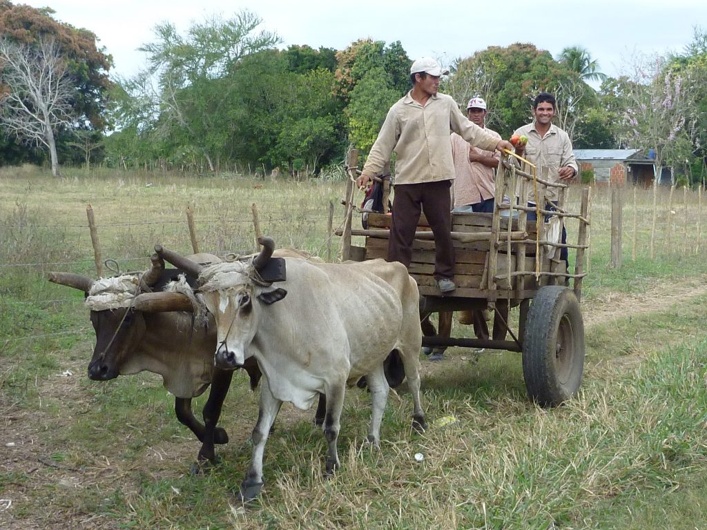 Hình hai con bò bạch tạng và bò đen đang kéo xe chở người dân