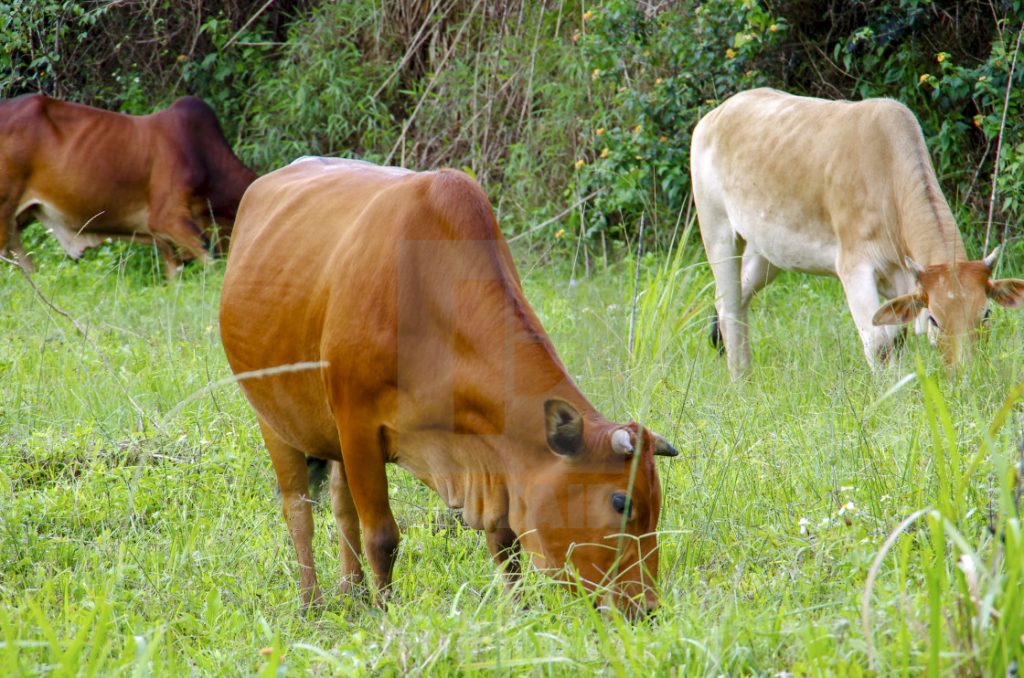 Ảnh những chú bò đang ăn cỏ
