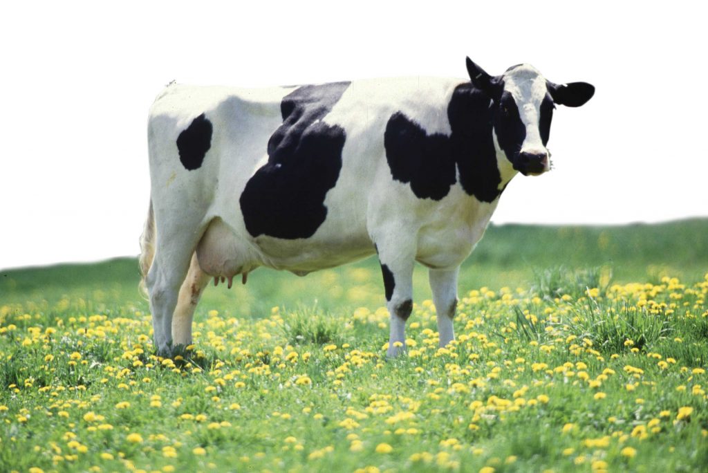 Ảnh bò sữa đang đứng giữa đồng hoa trông thật thơ mộng