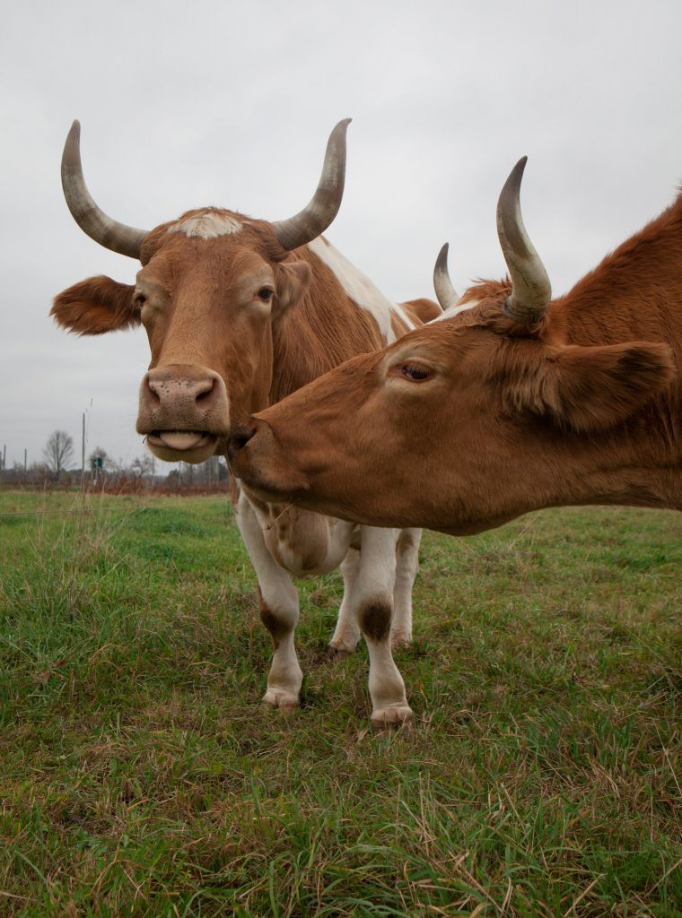 Khoảnh khắc hai con bò thơm nhau đáng yêu