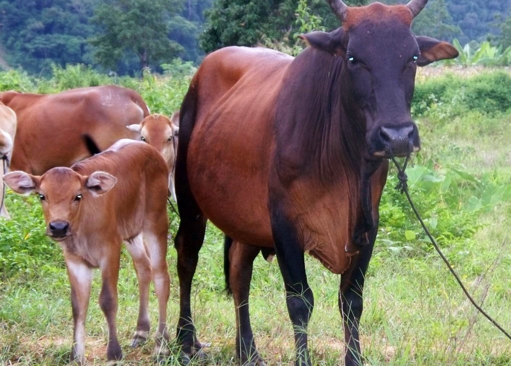 Hình bò mẹ và bê con đang nhìn về cùng một hướng