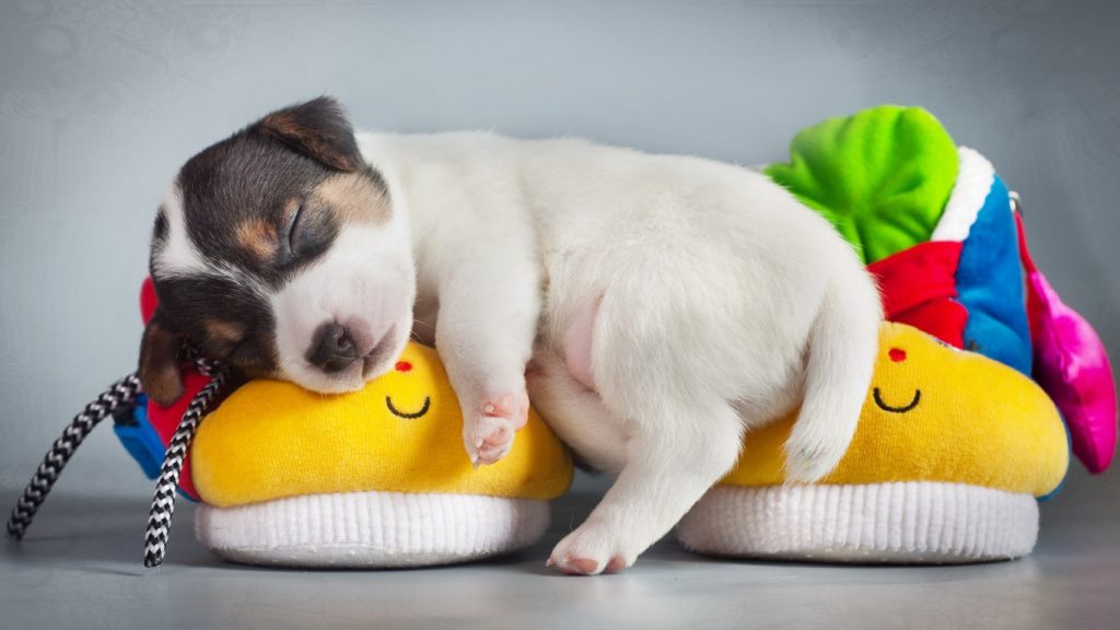 Ảnh bé cún con ôm đôi dép ngủ rất ngon lành