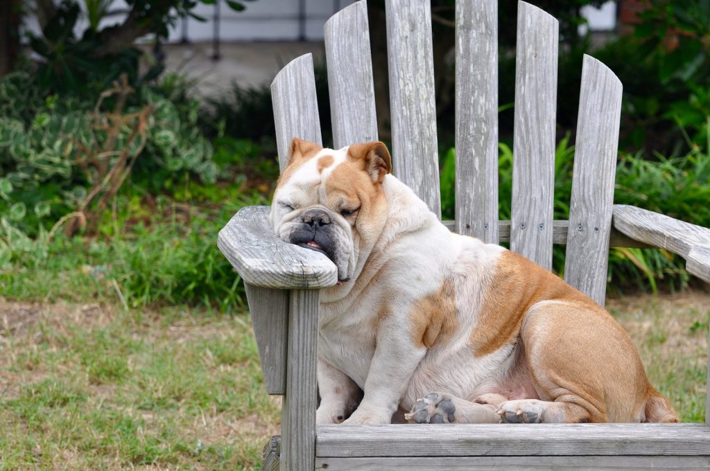 ảnh buồn ngủ hài hước đẹp nhất chú chó Pitpull buồn ngủ ngồi gục trên ghế gỗ hài hước