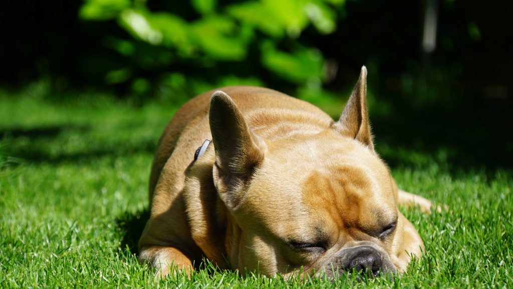 Ảnh chú chó Pitpull ngủ ngon lành trên bãi cỏ