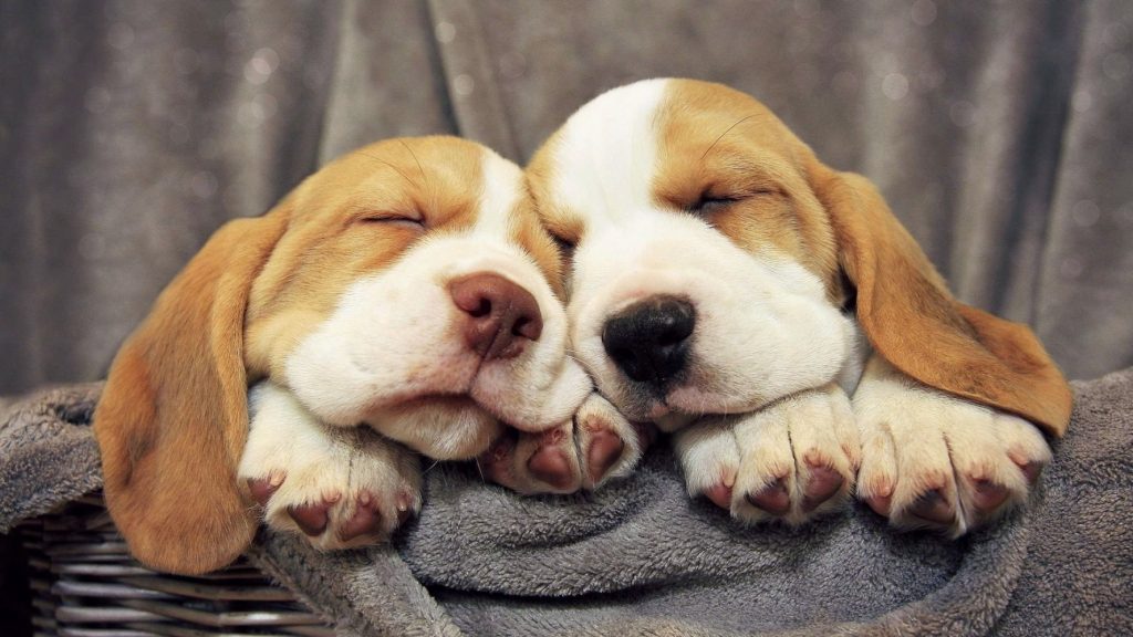 Hai chú cún con tựa đầu vào nhau ngủ cực đáng yêu