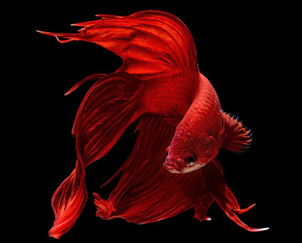 Ảnh cá chọi màu đỏ