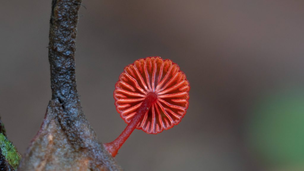 Một cây nấm màu đỏ có hình dạng khác biệt