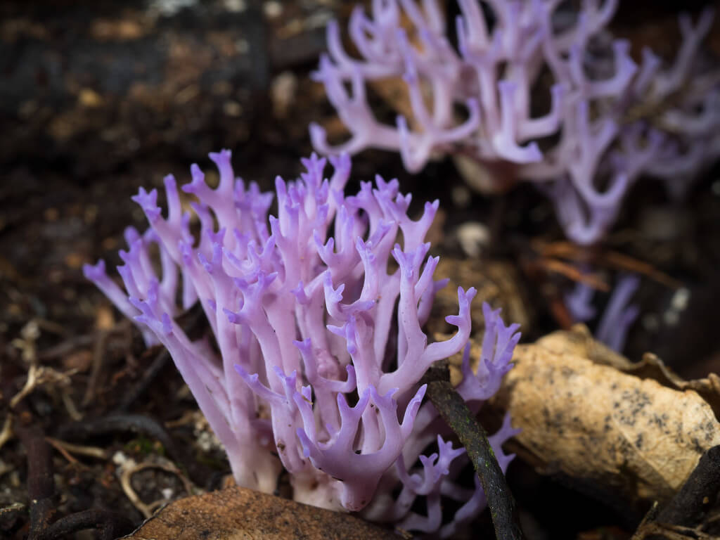 Cụm nấm màu tím trông như san hô